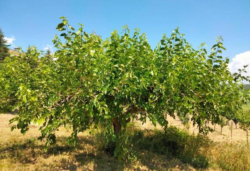 בית מלון כפרי B&b L`oasi