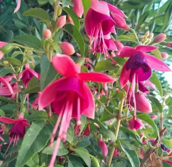 ホテル B&b L`oasi