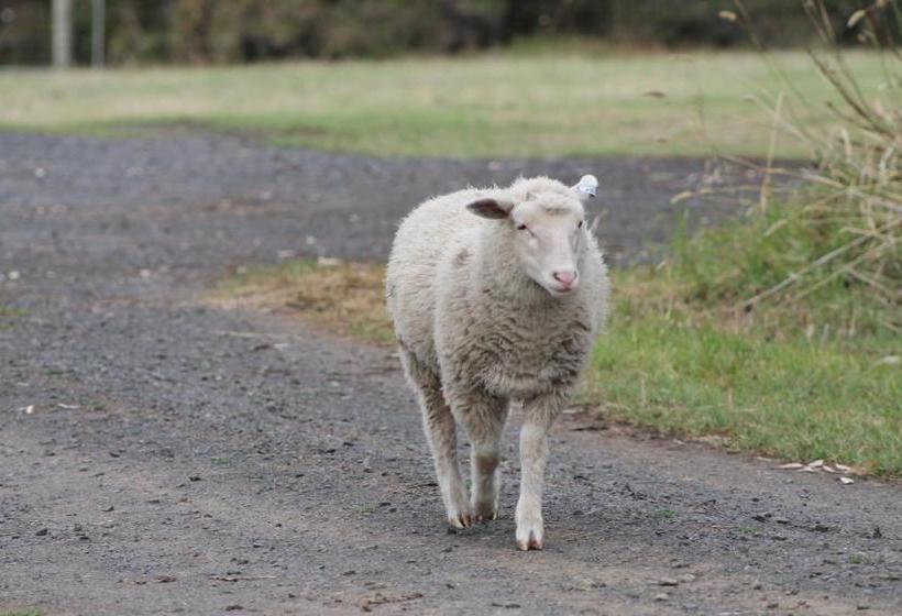 ホテル Bimbadeen Phillip Island Farm Retreats