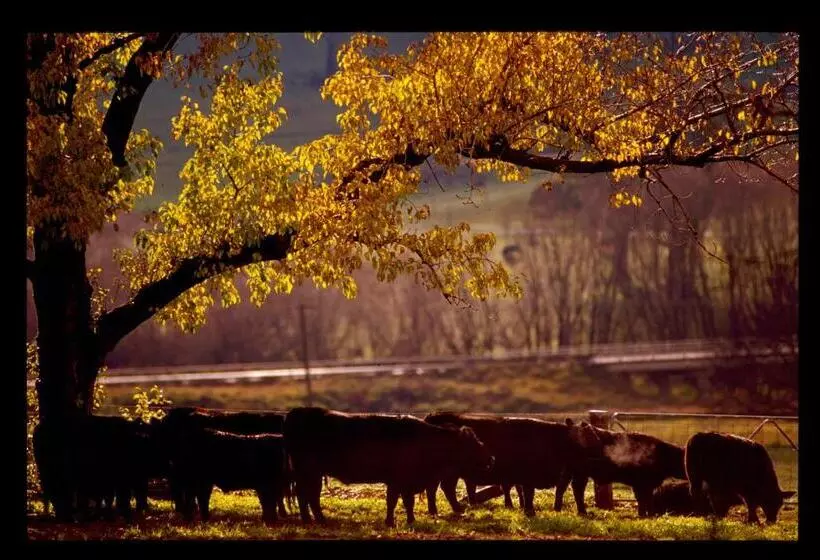 ベッドアンドブレックファースト Black Sheep Inn