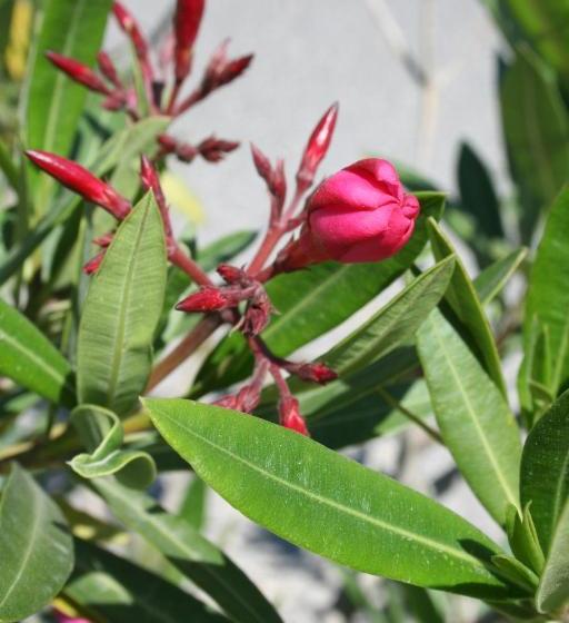 بنسيون Leander Vendeghaz