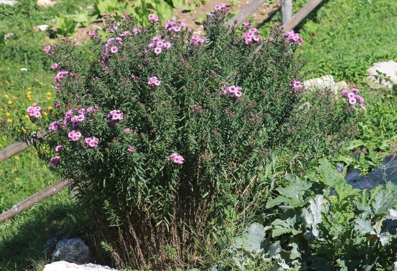 Hotel Albergo Bellaria