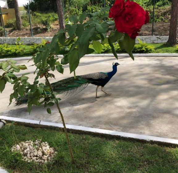 בית מלון כפרי Roni