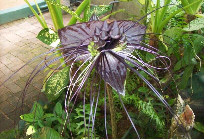 فندق Hikka Regent