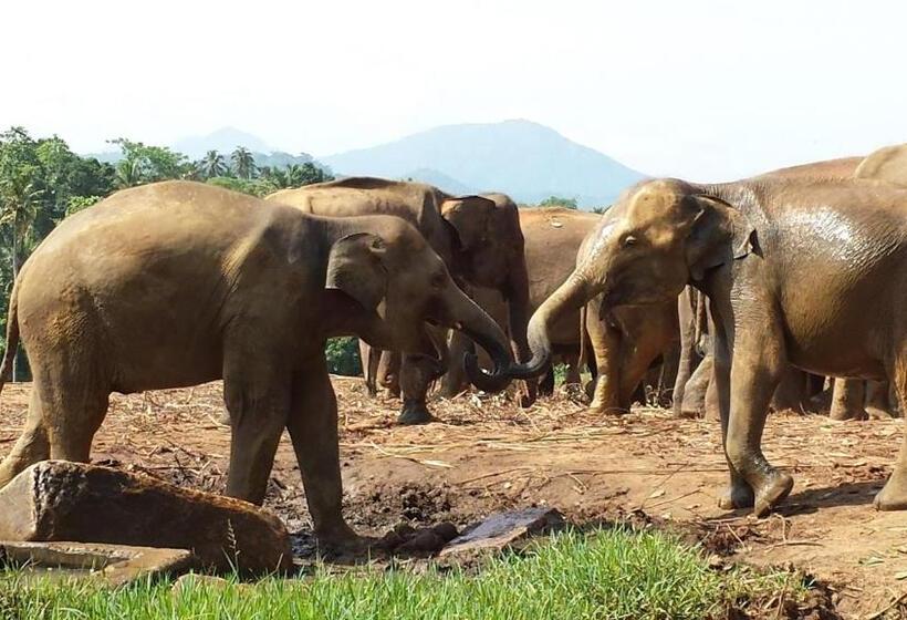 فندق Hikka Regent