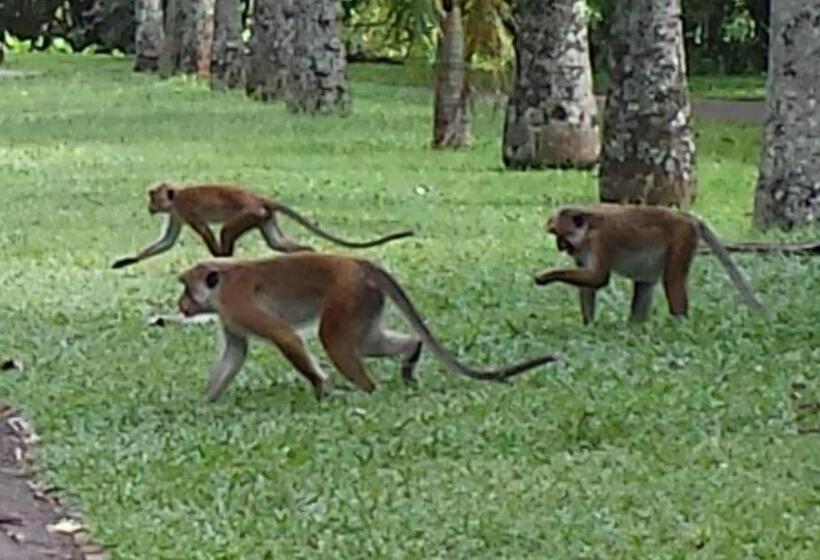 فندق Hikka Regent