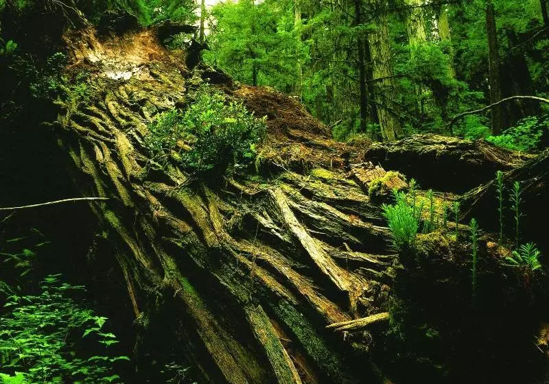 Hotelli Spa Lodge Redwood Inn