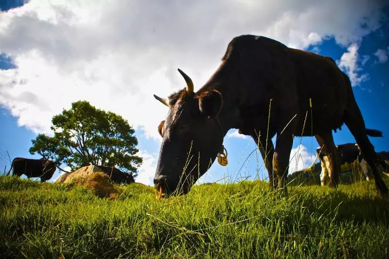 Hotelli Spa Lodge Redwood Inn