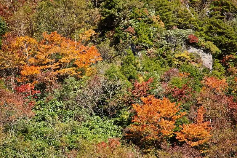 Hotelli Spa Lodge Redwood Inn