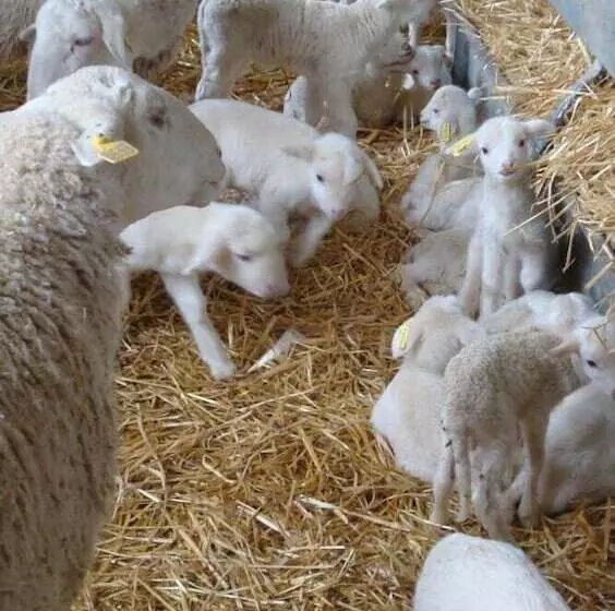 Maaseutuhotelli Casas Rurales Espargoiti I Y Ii