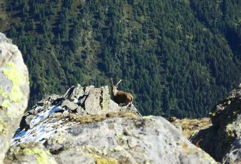 Aktivhostel Hängematt