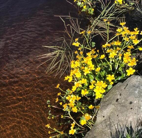 B & B Flattinge Fritidshus