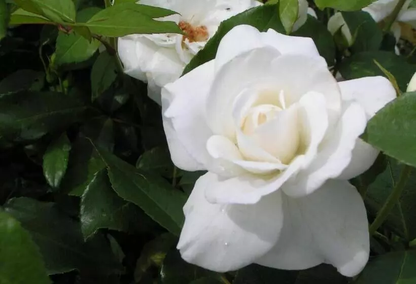 Aamiaismajoitus (B&B) Rosa Arvensis