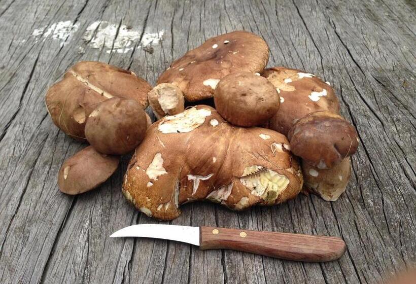 Отель Agriturismo Il Passeggere