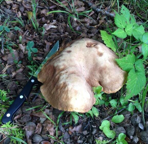 Отель Agriturismo Il Passeggere