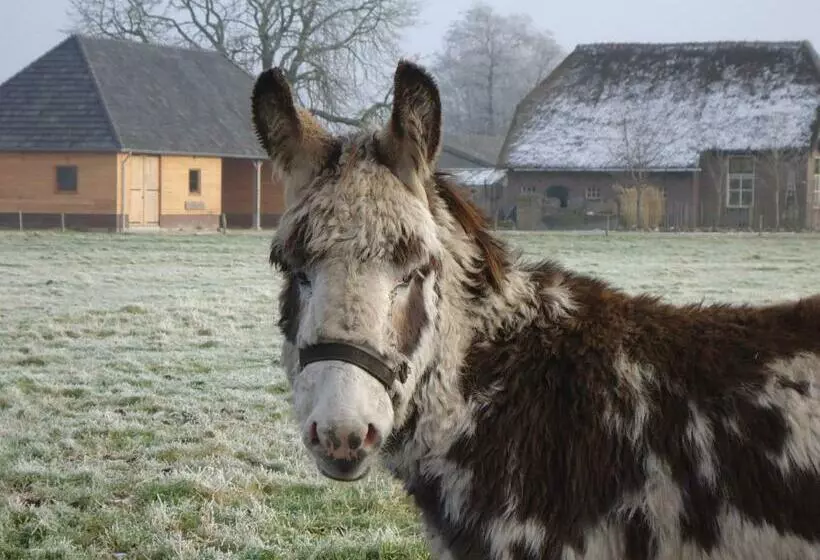 Bed & Breakfast El Manso