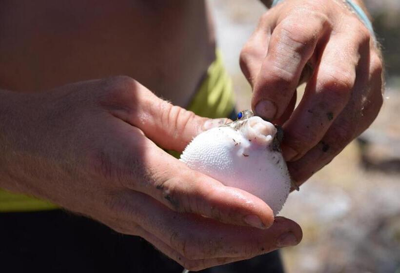리조트 Pura Vida Bahia