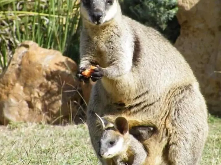 Rubyvale Motel & Holiday Units   An Adults Only Getaway