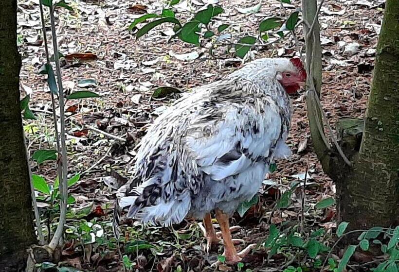 Отель Agriturismo Podere Bedin