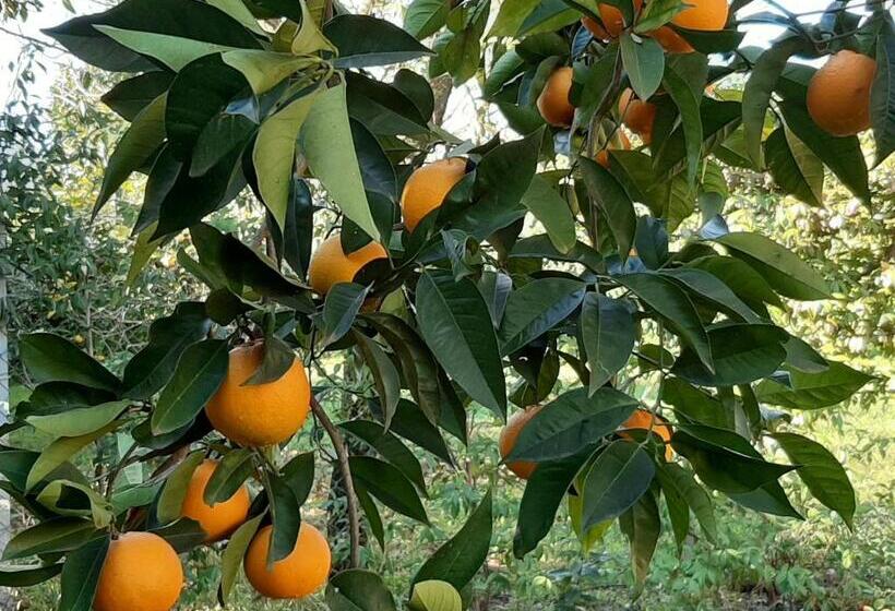 ホテル Agriturismo Podere Bedin