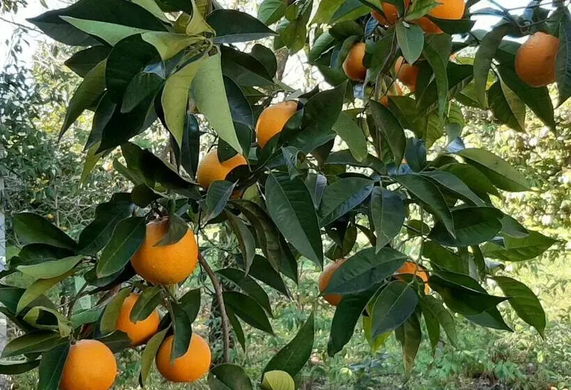 ホテル Agriturismo Podere Bedin