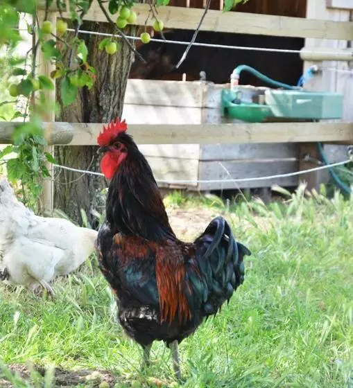 تختخواب و صبحانه La Petite Ferme