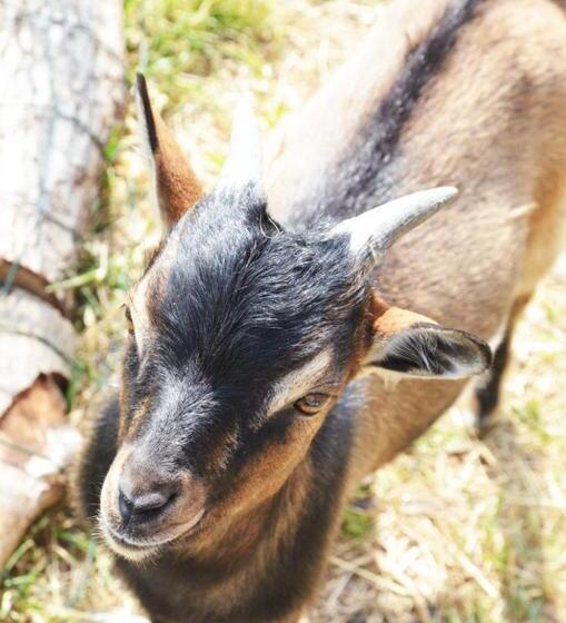 צימר La Petite Ferme