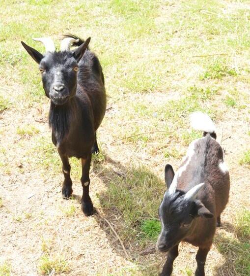 צימר La Petite Ferme