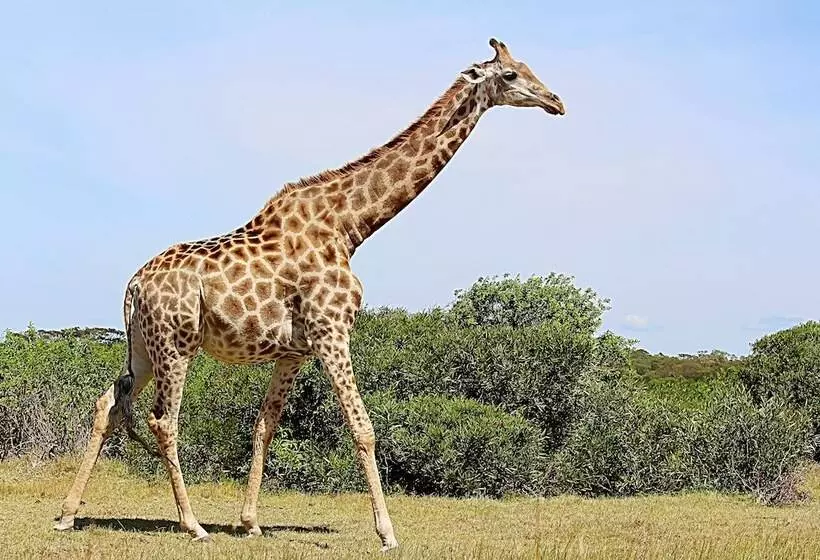 Hotelli Molo Molo Game Reserve