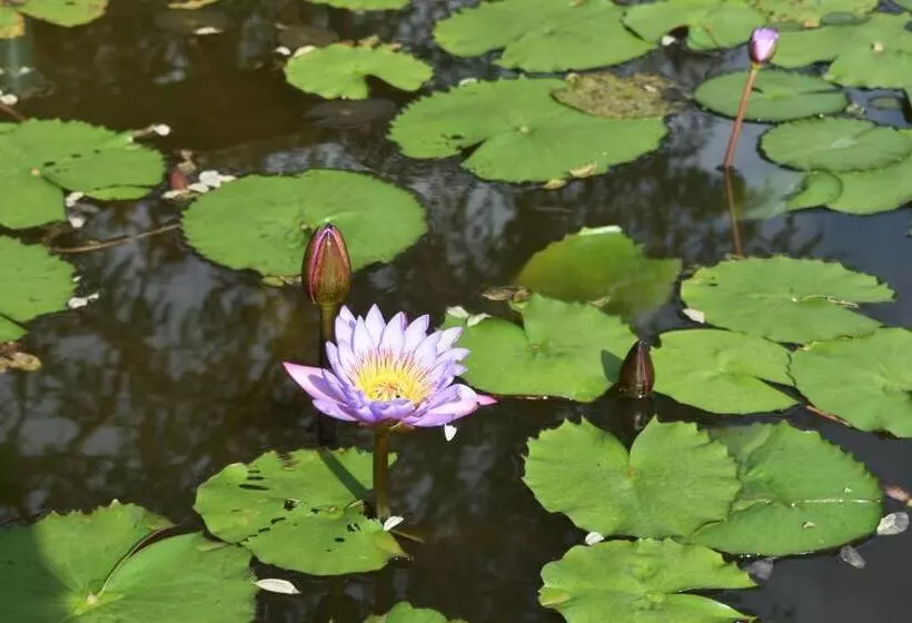 ペンション Deer Point Hotel Kandy