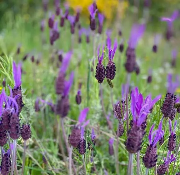 Majatalo Mar De Frisia