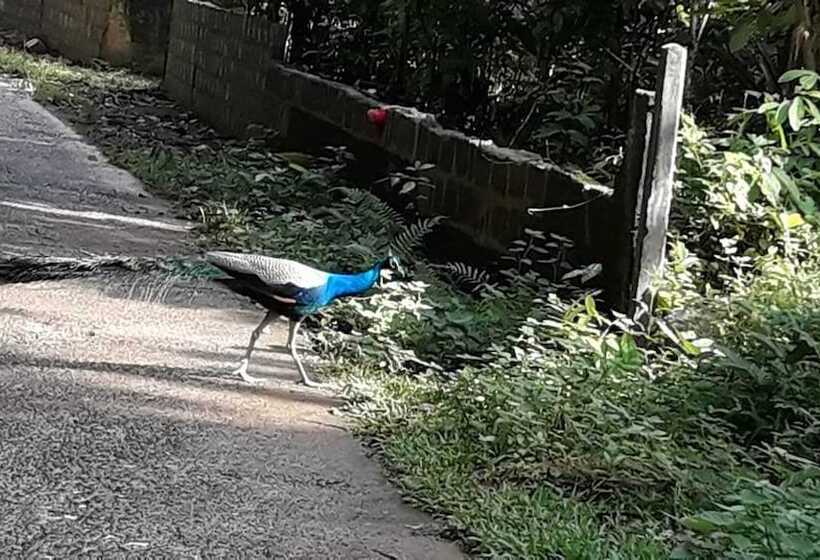 Отель Dineth Villa