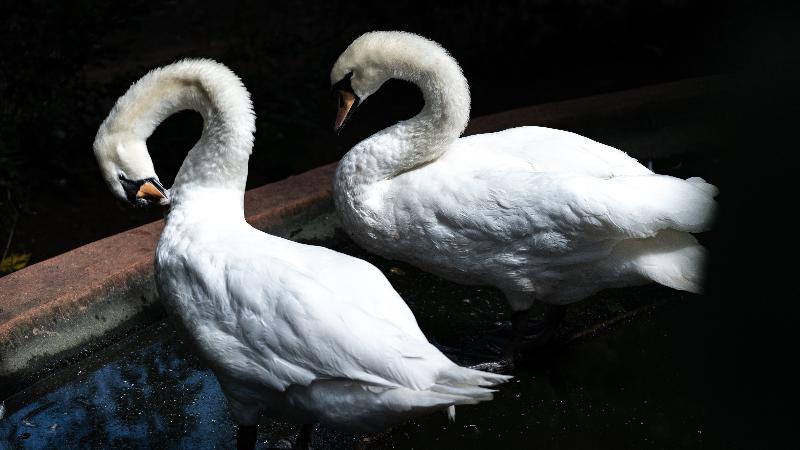 בית מלון כפרי Gooderson Dumazulu Lodge & Traditional Village