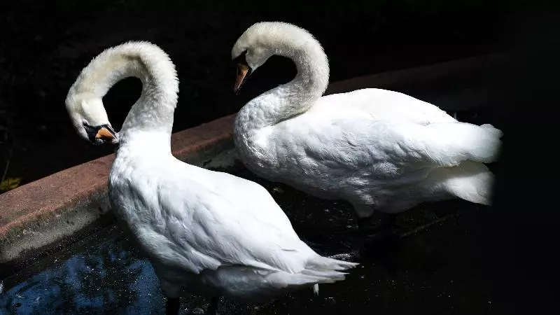 فندق Gooderson Dumazulu Lodge & Traditional Village