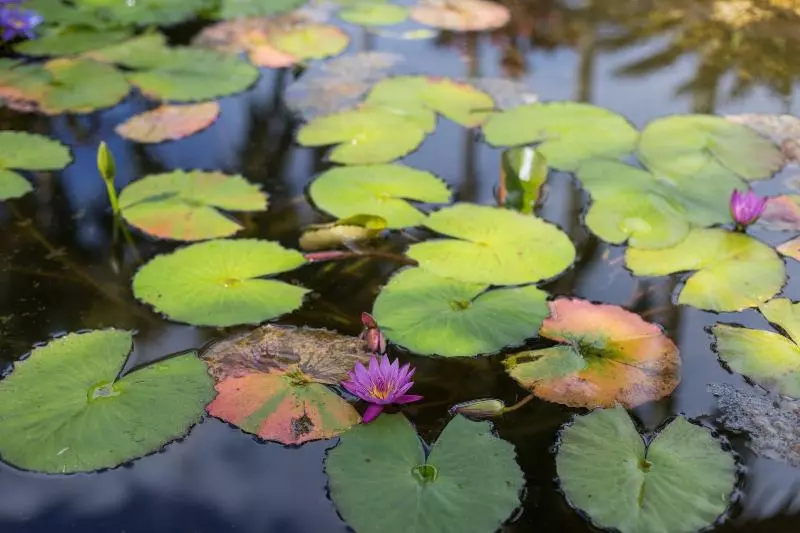 Motu Beachfront Art Villas