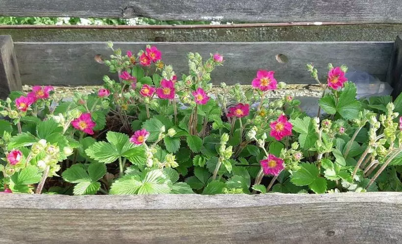 Björkängs Vandrarhem