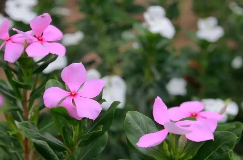 Hotelli Camp Bastian