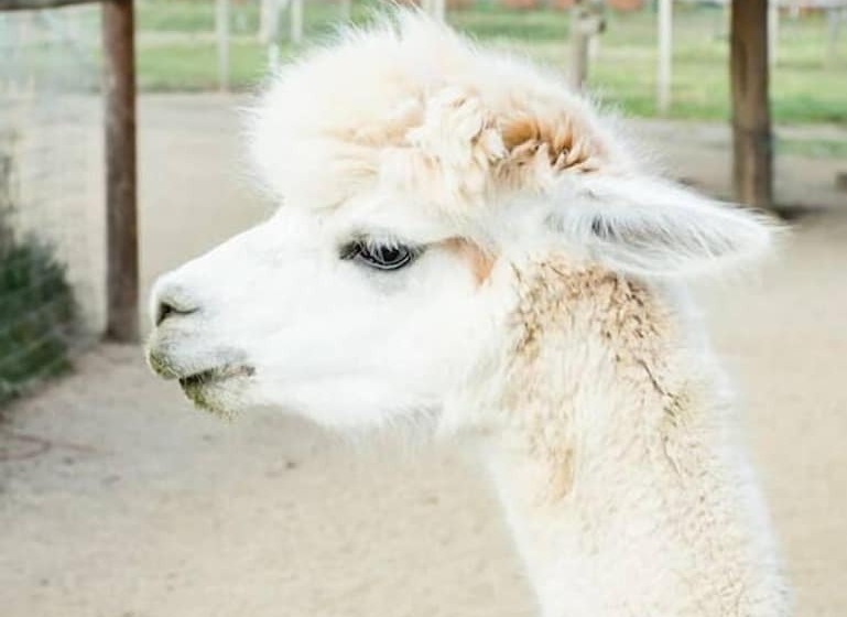 Rellik House. Winery And Alpaca Farm