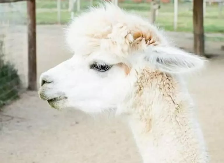 Rellik House. Winery And Alpaca Farm