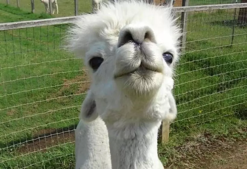 Rellik House. Winery And Alpaca Farm