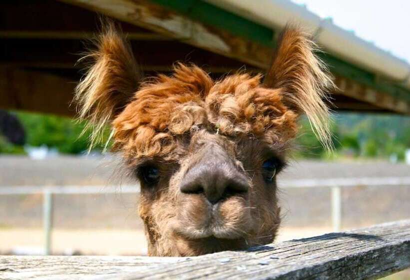 Rellik House. Winery And Alpaca Farm