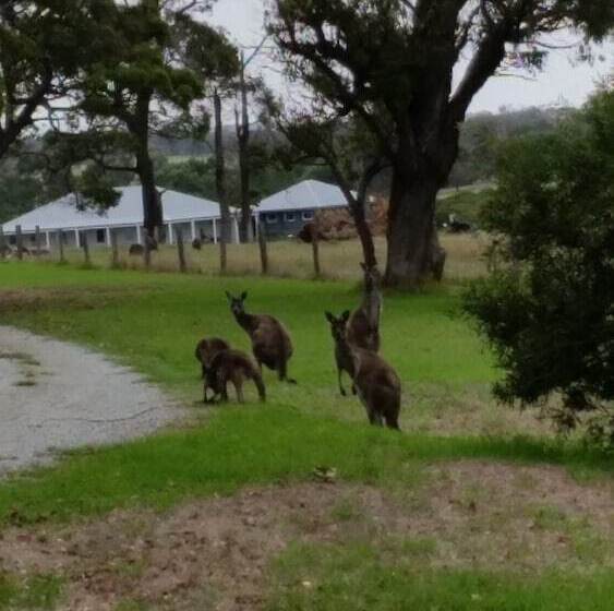 Woody Grange Chalets