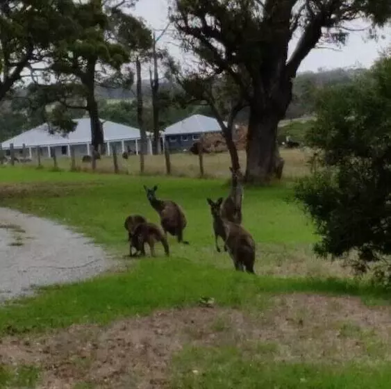 Woody Grange Chalets