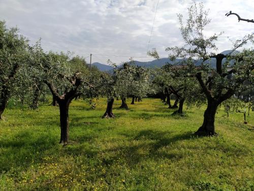 ホテル Agriturismo La Vite Maritata
