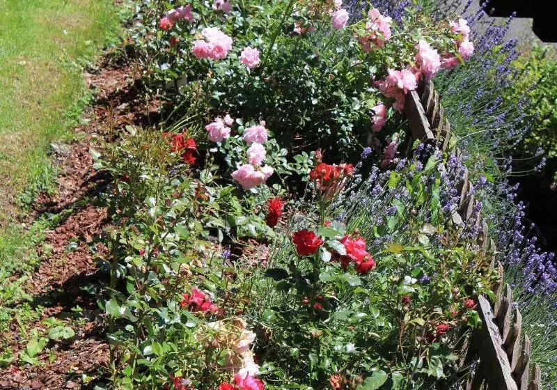 בית מלון כפרי Alpenhof