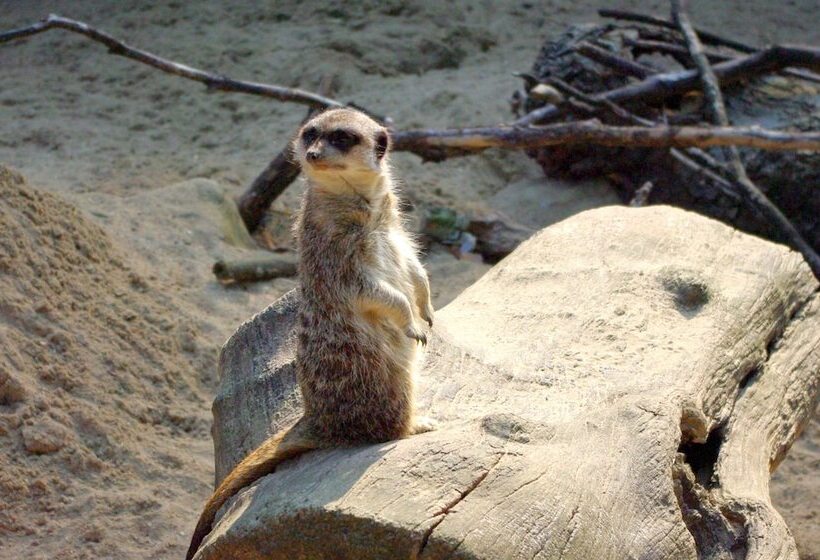 هتل Ibis Styles Lille Centre Grand Place