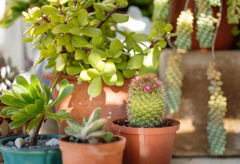 민박 Smugglers' Bnb