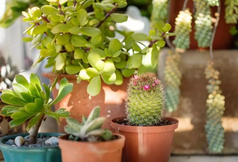 تختخواب و صبحانه Smugglers' Bnb