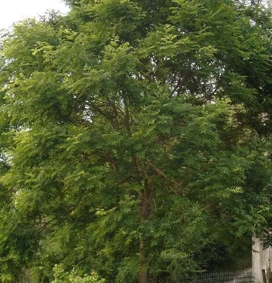 Aamiaismajoitus (B&B) Di Luna E Di Sole