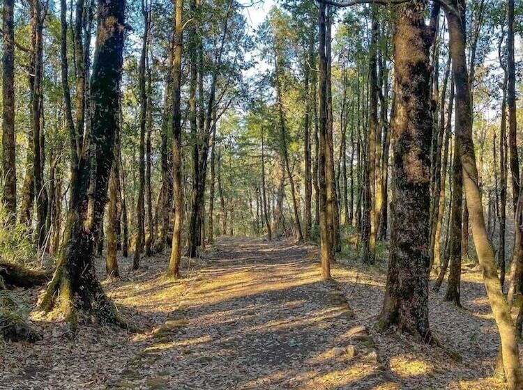 בית מלון כפרי Ayar Jungle Resort